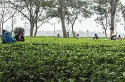 印度茶叶产地资讯 印度茶叶新产区风味特点 印度政府鼓励在新地区以及小型茶农生产茶叶