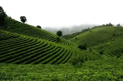 云南滇红茶、台湾红茶、福建红茶与大吉岭红茶的对比 大吉岭春摘茶偏绿色的原因