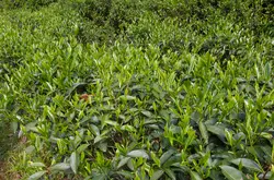 熏制的正山小种哪里产的最正宗？烟小种和正山小种是同一种茶叶吗？正山小种红茶风味特征
