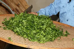 姜花香单枞香气的特征是什么？如何辨别正宗的姜花香老枞单枞乌龙茶茶叶？