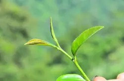 红茶按采摘标准有几种？芽头的茶叶是最好的吗？芽头芽尖与第三片叶子对比是越嫩茶越好吗？