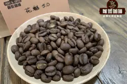 咖啡豆有哪几个产区 埃塞俄比亚咖啡产区大全解析