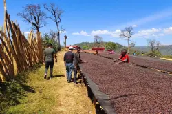 花魁咖啡豆的故事 新产季埃塞俄比亚西达摩罕贝拉花魁6.0咖啡特点