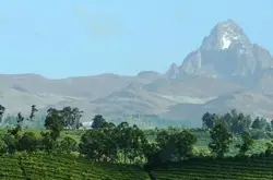 非洲肯尼亚红茶茶园产区风味和历史
