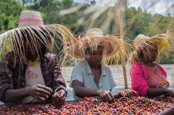 耶加雪菲咖啡豆风味描述 埃塞俄比亚耶加雪菲产区精品咖啡品种特点