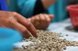 印度尼西亚曼特宁等级划分档次介绍 曼特宁咖啡豆的口感特点风味描述