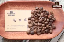 莫扎特与咖啡的故事 哥斯达黎加莫扎特咖啡豆品种风味特点介绍