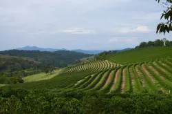 世界咖啡前十大生产国排名 阿拉比卡咖啡豆产地风味口感特征介绍