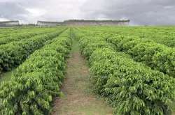 巴西咖啡豆｜圣保罗产区皇后庄园黄波旁品种咖啡豆介绍