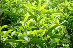 中国茶叶企业为什么比不过卖av毛片的星巴克？