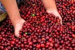 咖啡生豆又名咖啡樱桃 了解咖啡生豆的知识