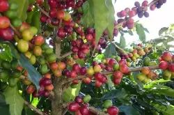国内咖啡最新报道：云南咖啡是否需要收储制度