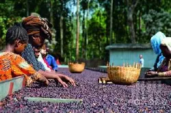 精品咖啡 埃塞俄比亚咖啡 最新地理常识 最佳风味介绍