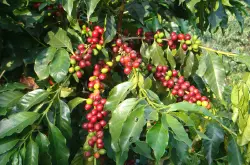 详细讲解咖啡树的种植与栽培 了解咖啡树的生长环境与需求