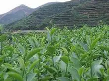 世界精品咖啡豆介绍：肯尼亚咖啡豆