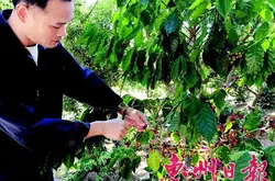 广东惠州也出产咖啡啦 由台商带来咖啡豆在惠州培育发芽