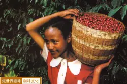 带你进入咖啡的神秘世界 寻找咖啡的故乡埃塞俄比亚