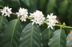 精品咖啡豆：“遮荫种植”咖啡 Shade Grown 的介绍