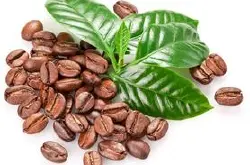 精品咖啡豆：咖啡族谱（品种知识普及帖）咖啡入门学基础知识