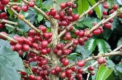 精品咖啡豆：埃塞俄比亚西达摩狮子王日晒咖啡豆