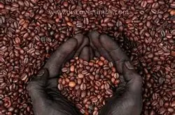 精品咖啡豆 乞力马扎罗咖啡最新详情