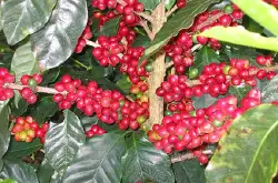 精品咖啡豆：苏门答腊曼特宁(Sumatran Mandheling)的介绍