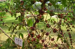 精品咖啡豆：Nekisse咖啡豆 （产区：锡达马Sidama）的介绍