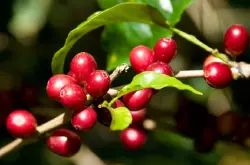 精品咖啡豆：产区对咖啡的风味影响极大，不同产区有不同的风味