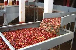 咖啡生豆处理法：水洗法的操作方法及目的的介绍