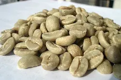 精品咖啡豆：咖啡品种之帝比卡(Typica Varietal）