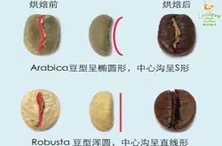 精品咖啡豆：阿拉比卡的详情介绍及其与罗布斯塔的区别