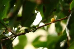 咖啡树种植需要什么条件？从咖啡树种植到咖啡豆的收获过程介绍