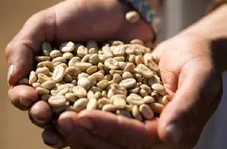 精品咖啡生豆 咖啡樱桃 咖啡豆生长环境介绍