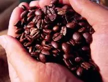 精品咖啡豆 哥斯达黎加咖啡 最新介绍