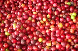 世界精品咖啡豆：巴西产区咖啡豆种类分类详情介绍