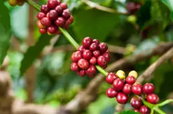 世界精品咖啡豆：苏门答腊曼特宁(Sumatran Mandheling)的介绍