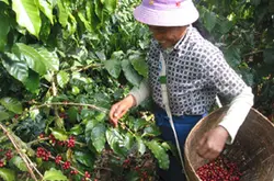 中国咖啡种植园介绍：探密云南咖啡种植园 解密神奇的果子