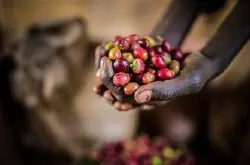 埃塞俄比亚咖啡 最新咖啡介绍 耶加雪菲咖啡 风味独特