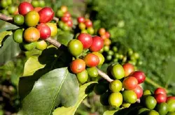 优质咖啡豆 危地马拉咖啡 精品咖啡豆咖啡品种介绍
