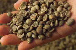 咖啡生豆处理方式知识要点介绍：手选的重要性 如何手选好豆子