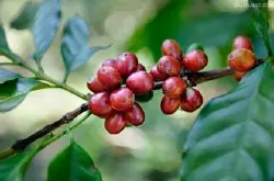 精品咖啡庄园介绍：萨尔瓦多咖啡产区咖啡豆的详细介绍