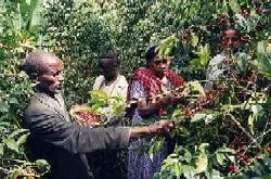 世界精品咖啡庄园豆：埃塞俄比亚产区耶加雪啡(下) 原野风味酒香