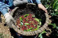 世界精品咖啡豆：哥斯达黎加咖啡豆（Costarica Coffee)的分类介