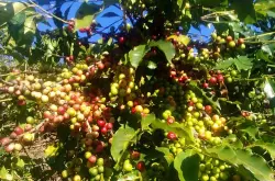 世界精品咖啡豆：津巴布韦（(Zimbabwe)辛巴威）咖啡豆分类介绍