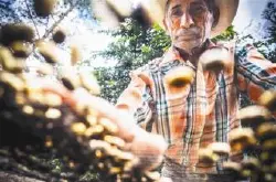 世界精品咖啡庄园：尼加拉瓜安晶庄园帕洛玛咖啡豆的介绍