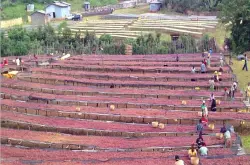 世界精品咖啡庄园：埃塞俄比亚KEFFA地区-咖啡的发源地的介绍