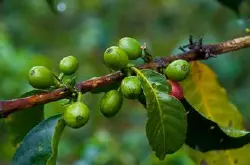 世界精品咖啡庄园：Papua New Guinea 巴布亚新几内亚产区介绍