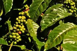 世界精品咖啡庄园：Ecuador 厄瓜多尔庄园历史缘由及咖啡风味介绍