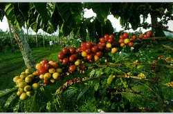 咖啡庄园的知识要点：世界精品咖啡庄园的汇集及分类的详细介绍