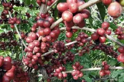 美洲产区哥斯达黎加国家塔拉苏咖啡豆 酸度理想香味独特浓烈特征